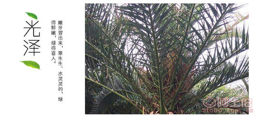 加拿大海棗 園林綠化中的優雅棕櫚選擇